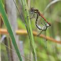 Sympetrum_striolatum_bd6948