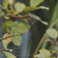 Sympetrum_striolatum_bd7078