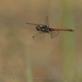 Sympetrum_striolatum_bd9504