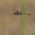 Sympetrum_striolatum_bd9521