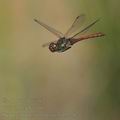 Sympetrum_striolatum_bd9578