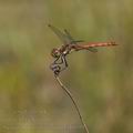 Sympetrum_striolatum_bd9699