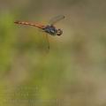 Sympetrum_striolatum_bd9733