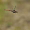 Sympetrum_striolatum_bd9734