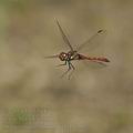 Sympetrum_striolatum_bd9752