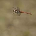 Sympetrum_striolatum_bd9760