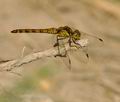 Sympetrum_striolatum_bg2542