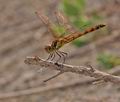 Sympetrum_striolatum_bg2555