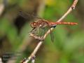 Sympetrum_striolatum_pf6491