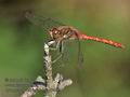 Sympetrum_striolatum_pf6500