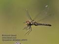 Sympetrum_striolatum_pf6575