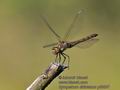 Sympetrum_striolatum_pf6587