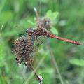 Sympetrum_vulgatum_al8647