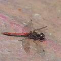 Sympetrum_vulgatum_al8660