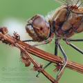 Sympetrum_vulgatum_al8931