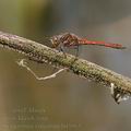 Sympetrum_vulgatum_bd3064