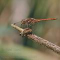 Sympetrum_vulgatum_bd3087