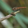 Sympetrum_vulgatum_bd3114