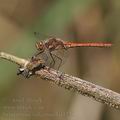 Sympetrum_vulgatum_bd3220