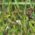 Sympetrum_vulgatum_bd6607