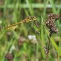 Sympetrum_vulgatum_bd6607