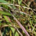 Sympetrum_vulgatum_bd8424