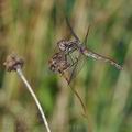 Sympetrum_vulgatum_bd8446