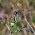 Sympetrum_vulgatum_bd8595