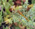 Sympetrum_vulgatum_bg2444