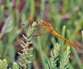 Sympetrum_vulgatum_bg2451