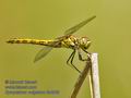 Sympetrum_vulgatum_fc4909