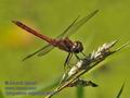 Sympetrum_vulgatum_fc6395