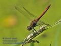 Sympetrum_vulgatum_fc6397