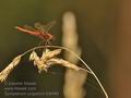 Sympetrum_vulgatum_fc6440