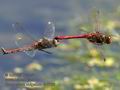 Sympetrum_vulgatum_rb1126