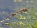 Sympetrum_vulgatum_rb1131