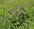 Symphytum_officinale_bt9497