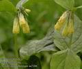 Symphytum_tuberosum_aa7106