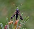 Synanthedon spheciforme bn8652