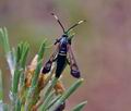 Synanthedon spheciforme bn8677