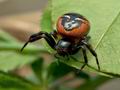 Synema_globosum_jh1761s
