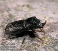 Synodendron_cylindricum_11915