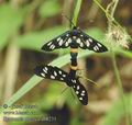 Syntomis_phegea_ab8231