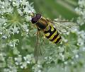 Syrphus_ribesii_bd3527