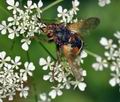 Tachina_fera_bc5239
