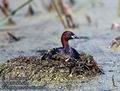 Tachybaptes_ruficollis_4074