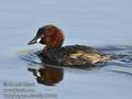 Tachybaptus_ruficollis_fb7303