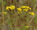 Tanacetum_vulgare_a4848