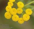 Tanacetum_vulgare_a4853