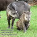 Tapirus_terrestris_e6495